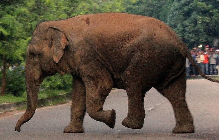 ಹಾಸನ: ಒಂಟಿ ಸಲಗದ ದಾಳಿಗೆ ಬಾಲಕ ಬಲಿ